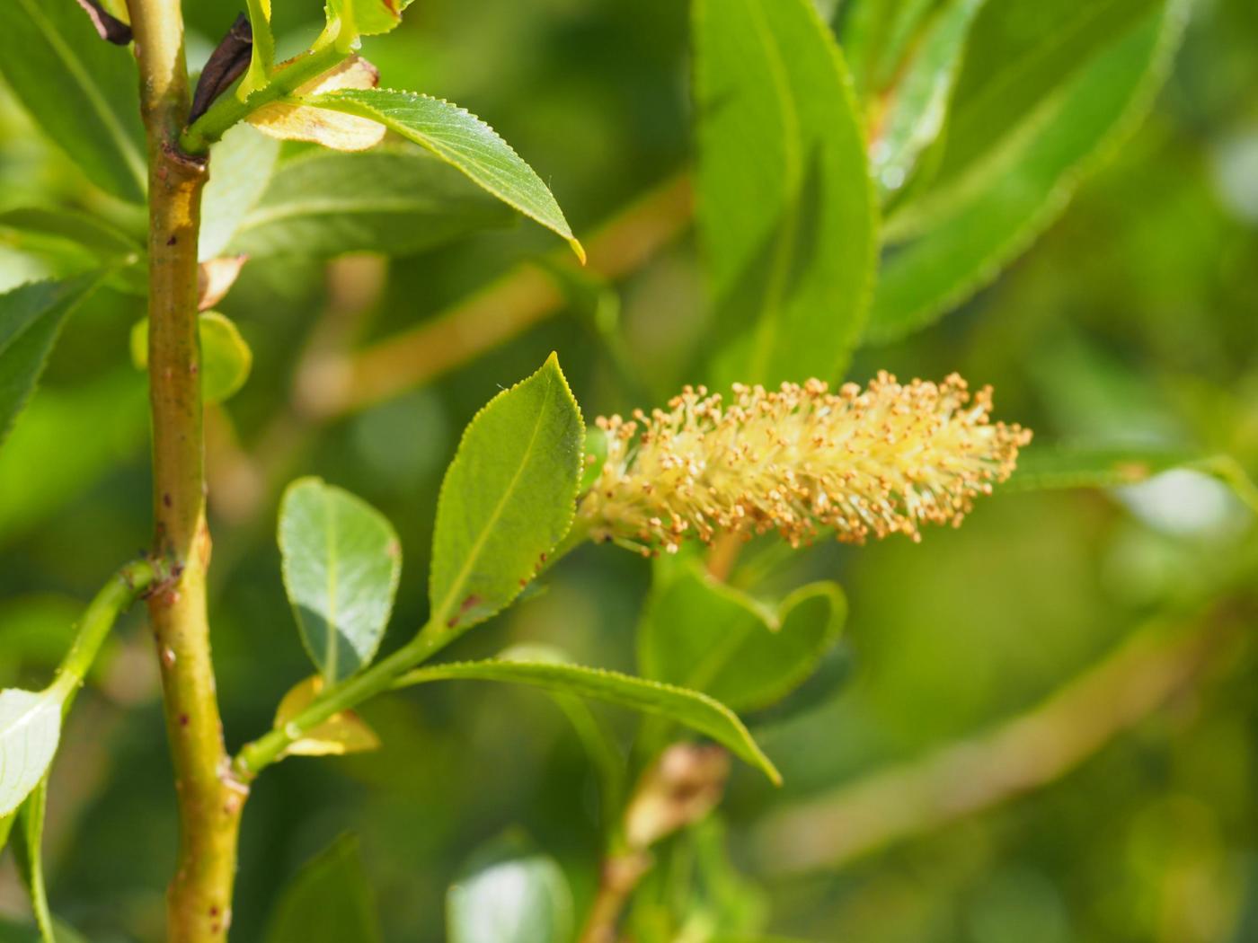 Willow, Bay flower